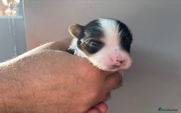 Biewer Terrier dogs for sale: 4 Biewer Terrier Puppies for Sale in Cheshire  - Image 11