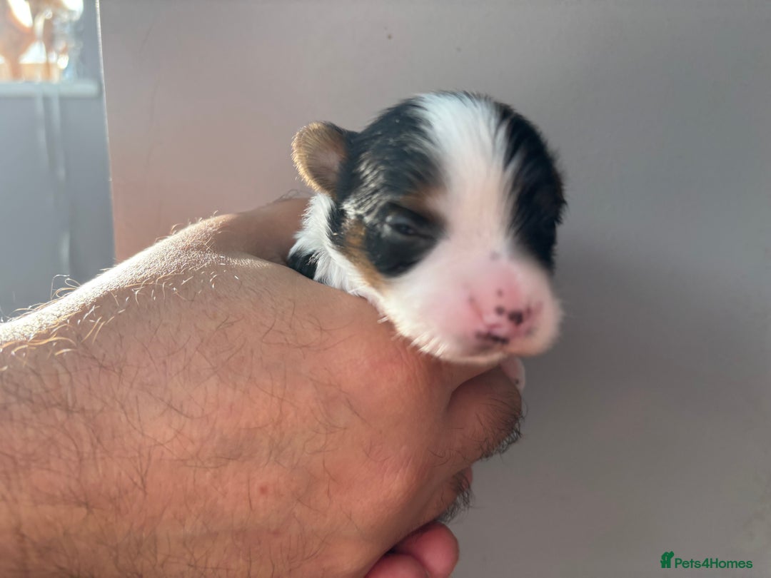 Biewer Terrier dogs for sale: 4 Biewer Terrier Puppies for Sale in Cheshire  - Image 11