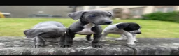 Mixed Breed dogs for sale: German pointer-lurcher cross  whippet pups  - Advert 9
