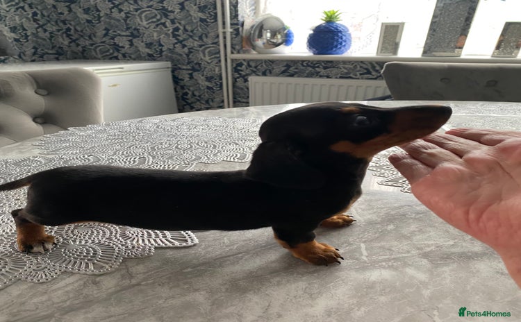 Dachshund dogs - Advert 1