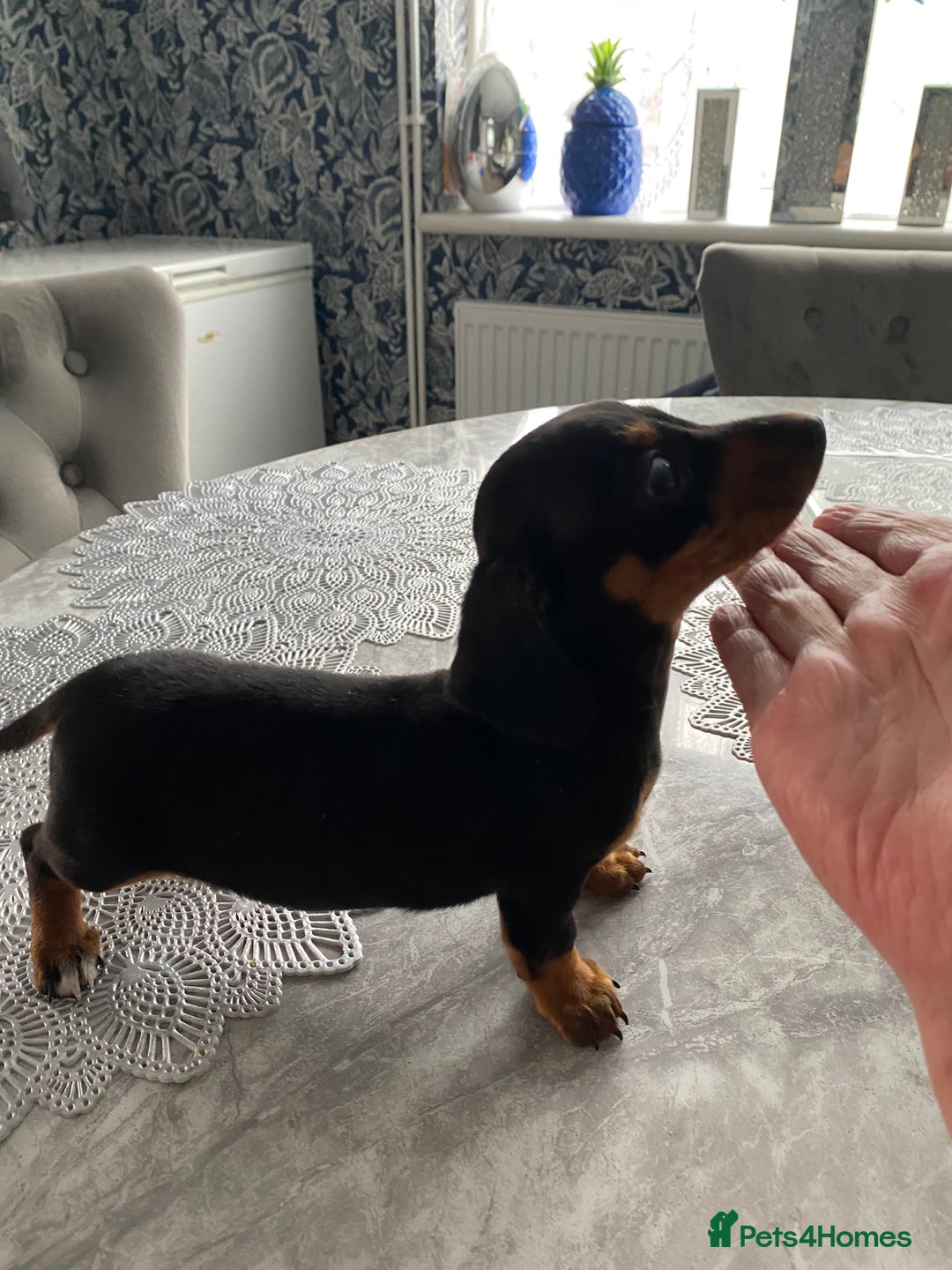 Dachshund dogs for sale: Miniature Dutchhound  - Image 1