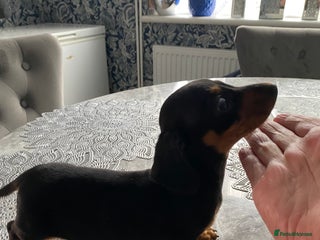 Dachshund dogs - Advert 19