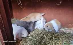 Mini Lop rabbits for sale: Beautiful mix litter very friendly bunnys - Image 2