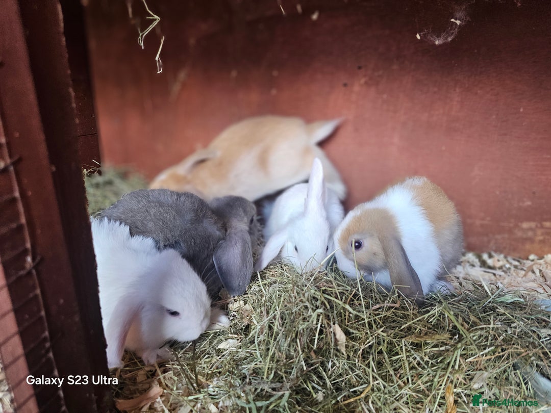 Mini Lop rabbits for sale: Beautiful mix litter very friendly bunnys - Image 2
