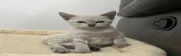 Maine Coon cats for sale: Gorgeous kittens looking for there forever home - Advert 2