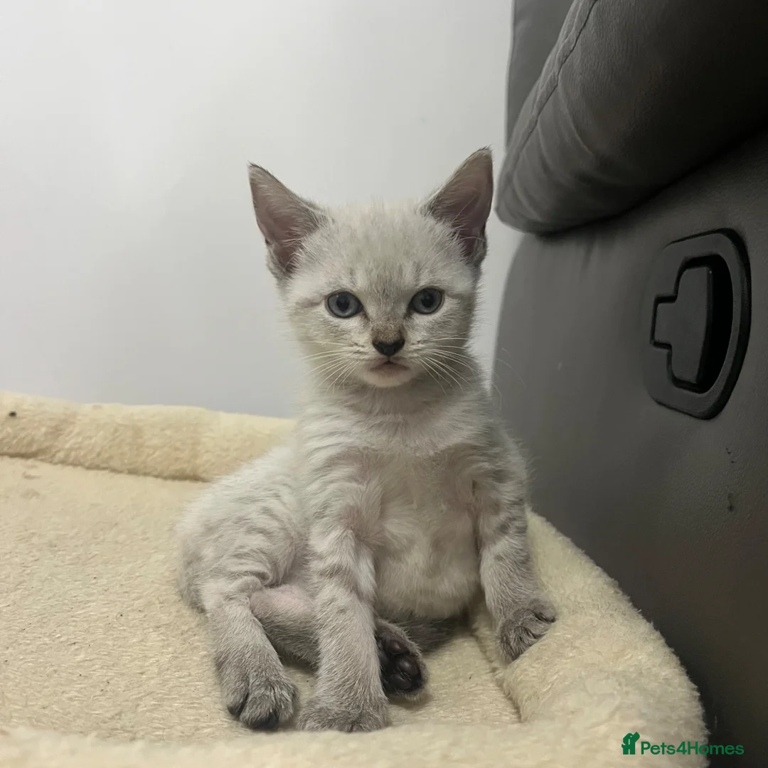 Maine Coon cats for sale: Gorgeous kittens looking for there forever home - Advert 2