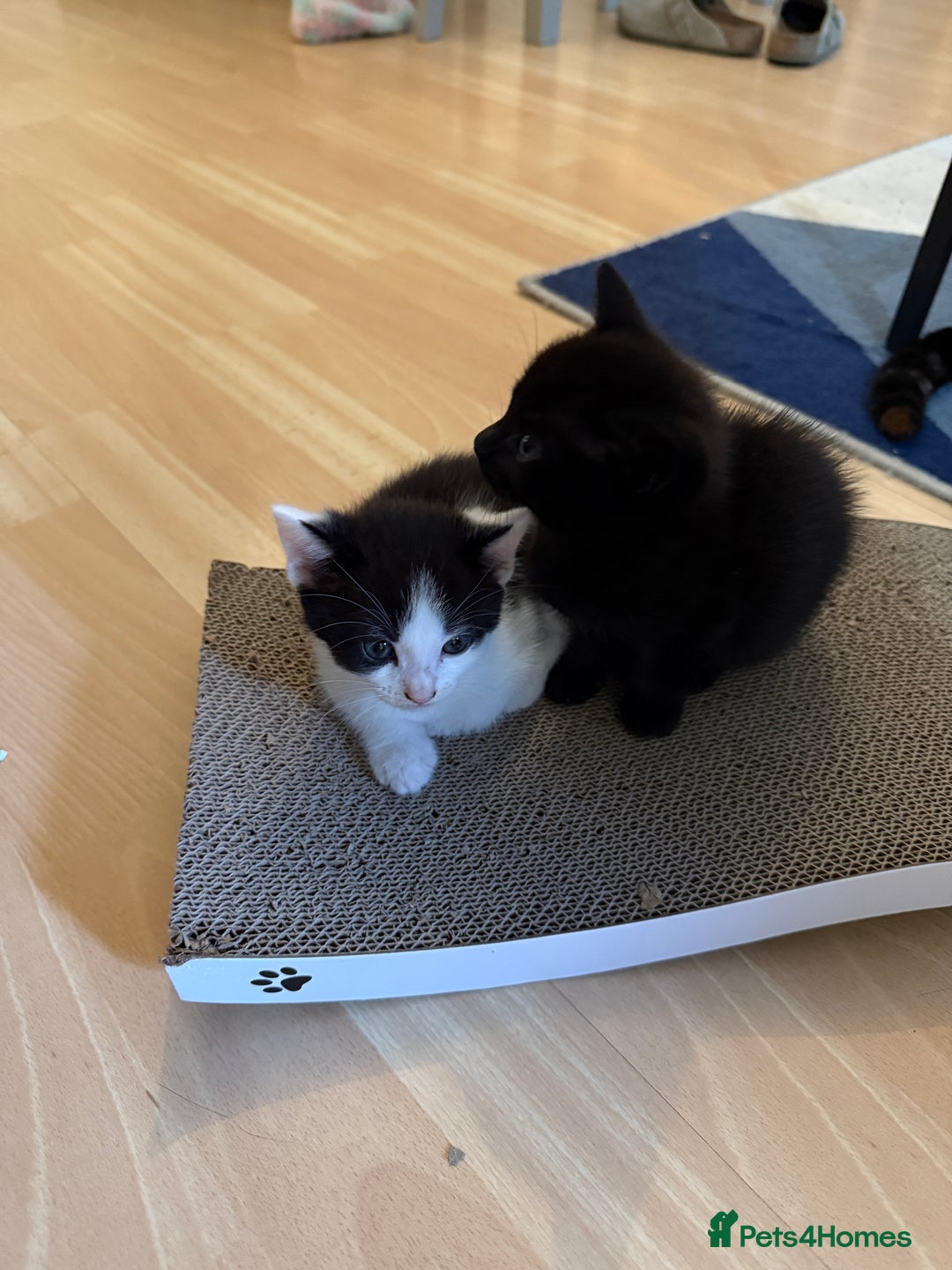British Shorthair cats for sale: 7 kittens short hair - Image 1