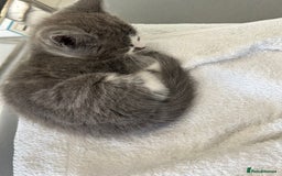 Ragdoll cats for sale: Boy Kitten, ragdoll cross - Image 5