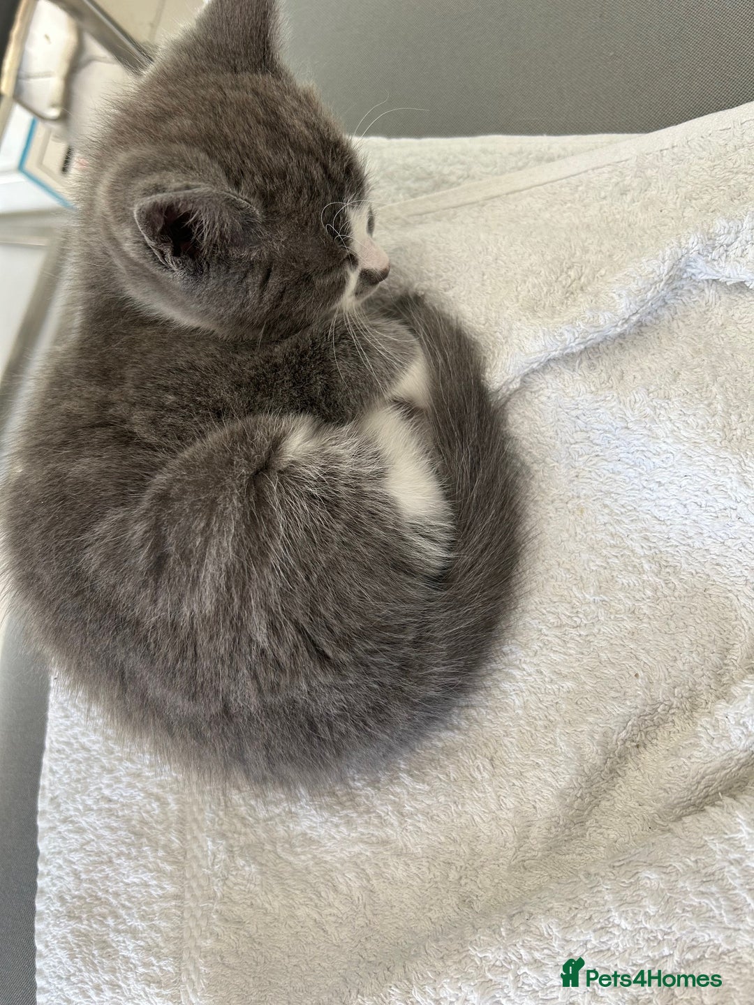 Ragdoll cats for sale: Boy Kitten, ragdoll cross - Image 5