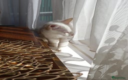 Turkish Angora cats for sale: Turkish angora mix girls - Image 7
