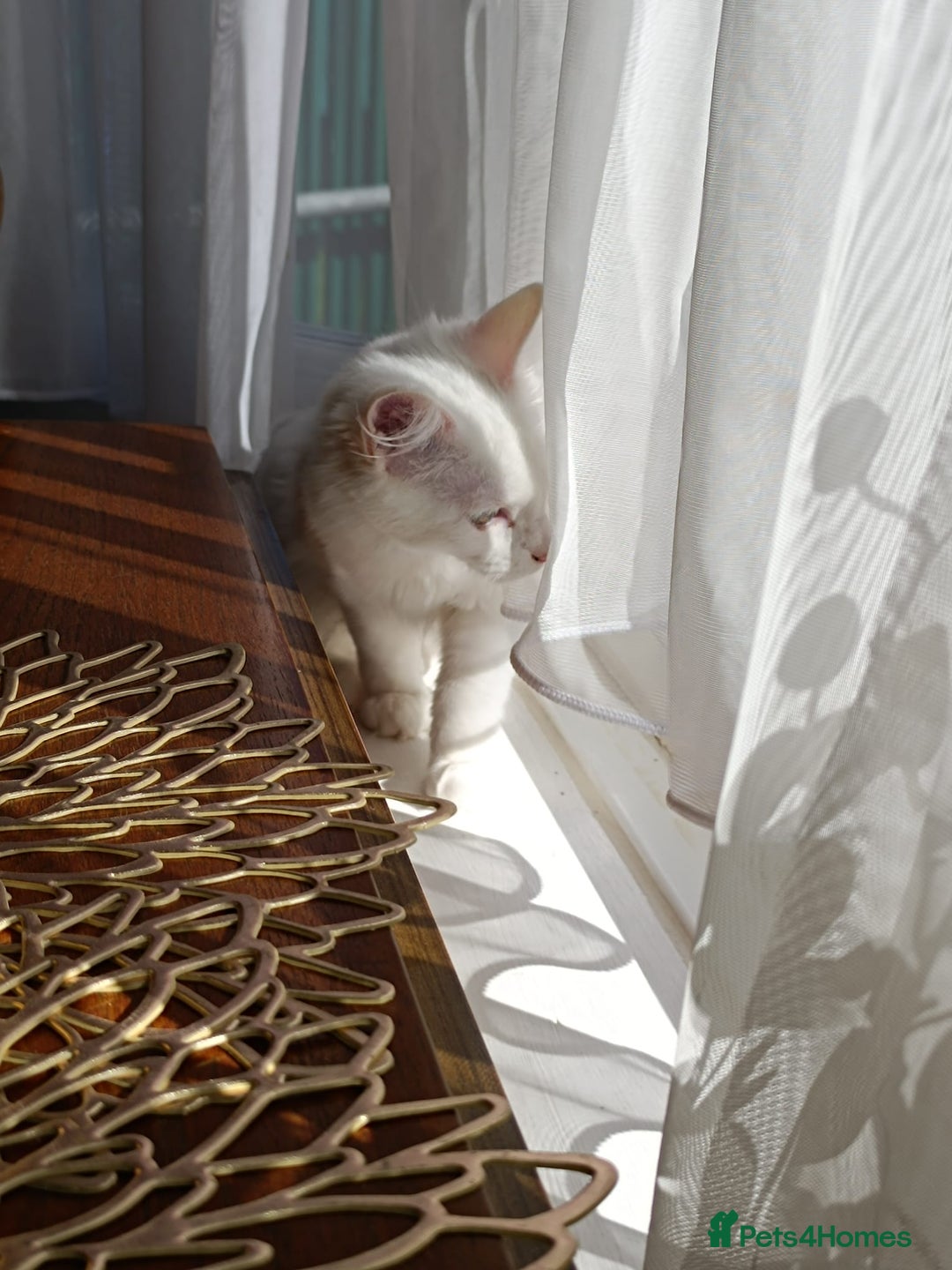 Turkish Angora cats for sale: Turkish angora mix girls - Image 7