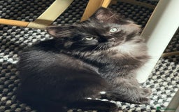 Mixed Breed cats for sale: Pretty all black ragdoll mix girls - Image 2