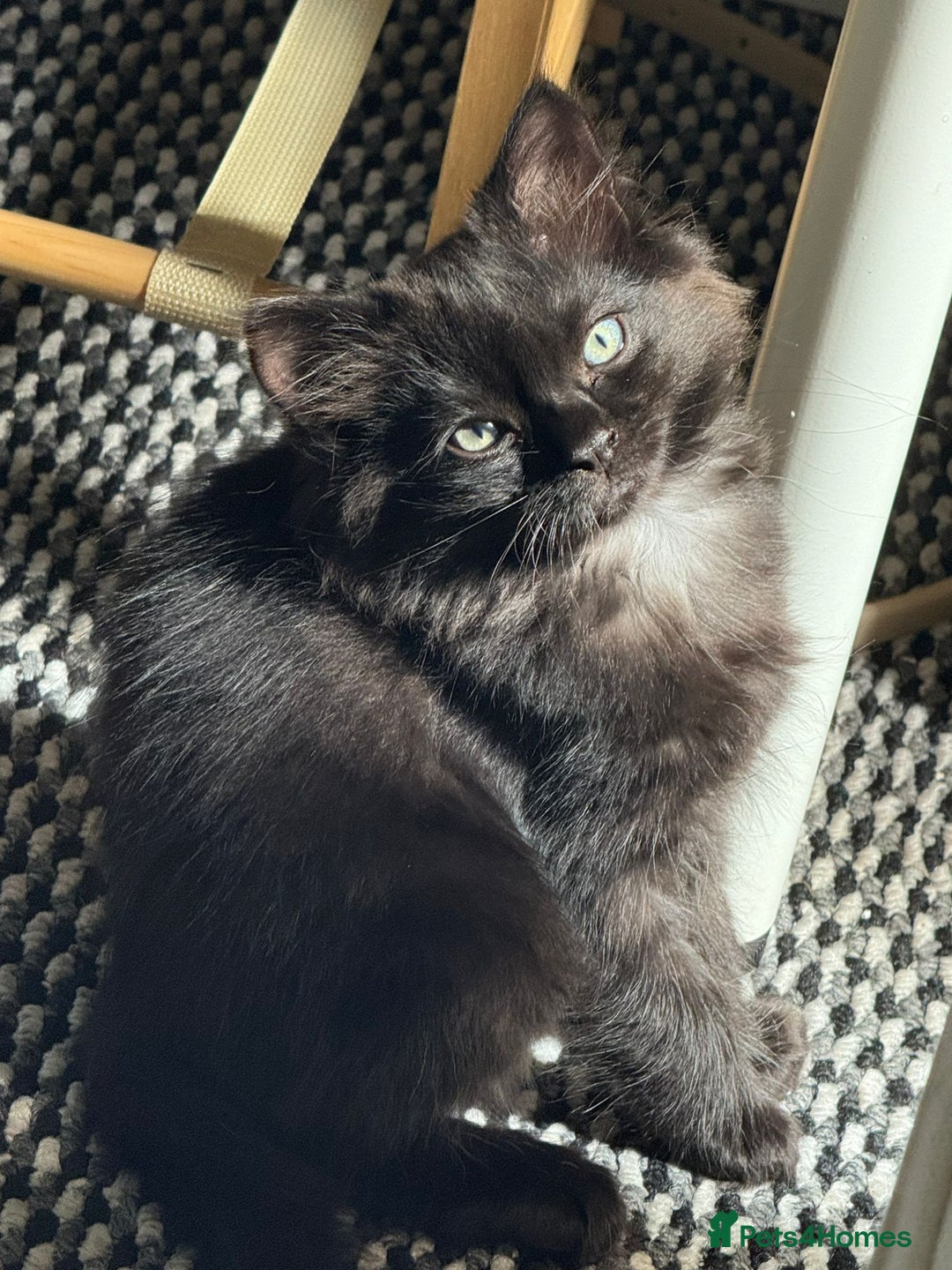 Mixed Breed cats for sale: Pretty all black ragdoll mix girls - Image 2