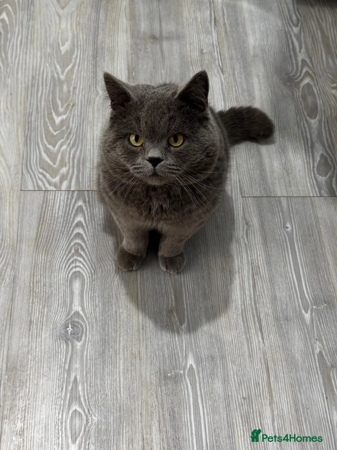 Scottish Fold cats for sale: Adorable Scottish-British Mix Kittens for SAle in Borehamwood - Advert 10