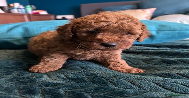 Cockapoo dogs - Advert 14