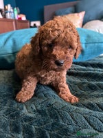 Cockapoo dogs - Advert 14