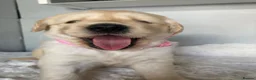 Golden Retriever dogs for sale: Chunky kc registered golden retriever puppy’s  - Advert 12