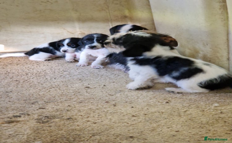 Mixed Breed dogs - Advert 2