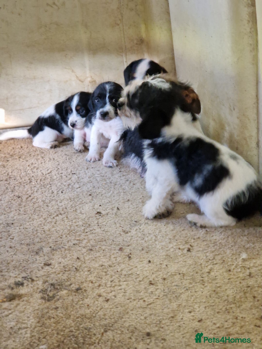 Mixed Breed dogs for sale: Jackapoo pups - Image 1