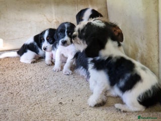 Mixed Breed dogs - Advert 16