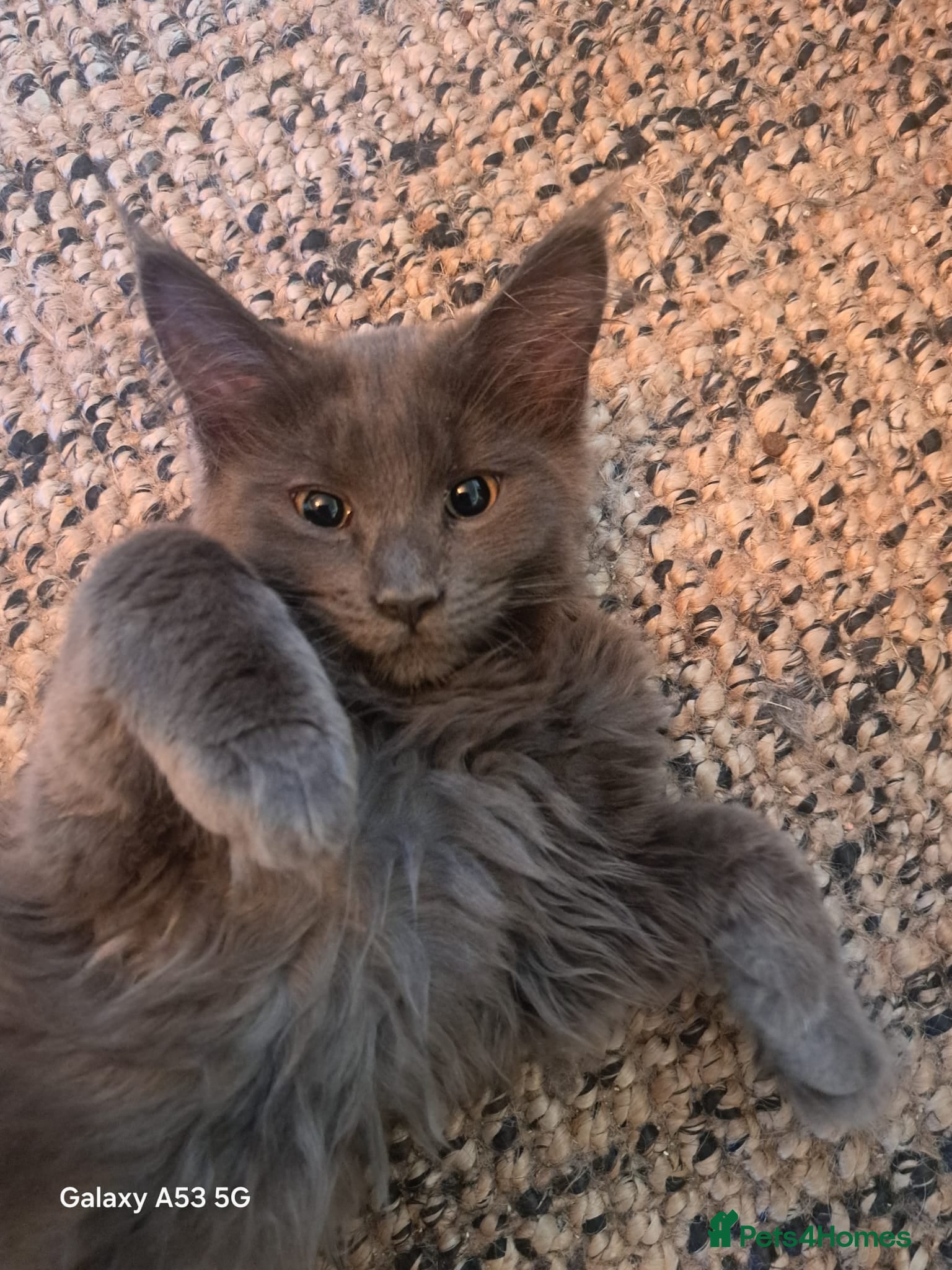 Maine Coon cats NEW PRICE Registered Blue Pedigree Maine coon baby - Advert 5