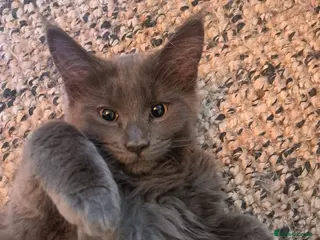 Maine Coon cats NEW PRICE Registered Blue Pedigree Maine coon baby - Advert 5