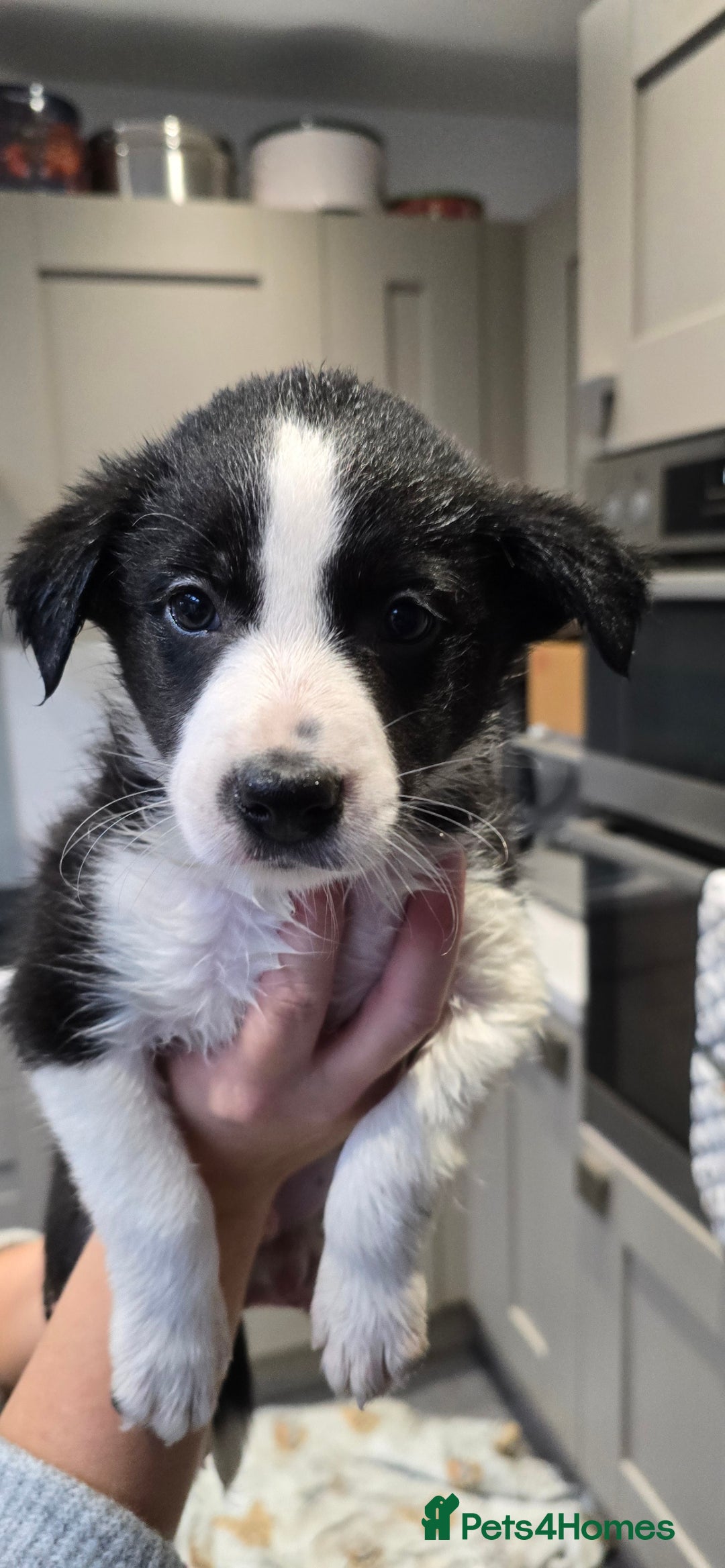 Border Collie dogs for sale: Beautiful Border Collie Puppies - Image 9