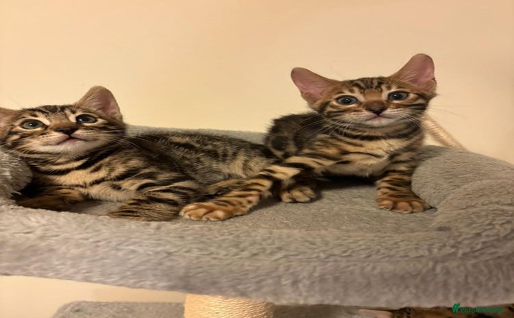 Bengal cats - Advert 16