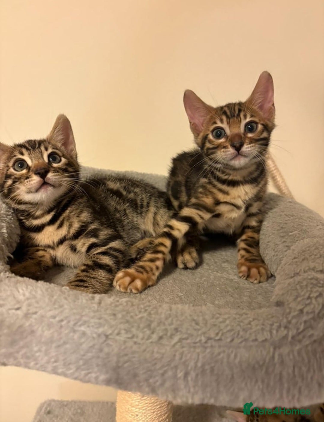Bengal cats for sale: TICA Bengal kittens - Image 1