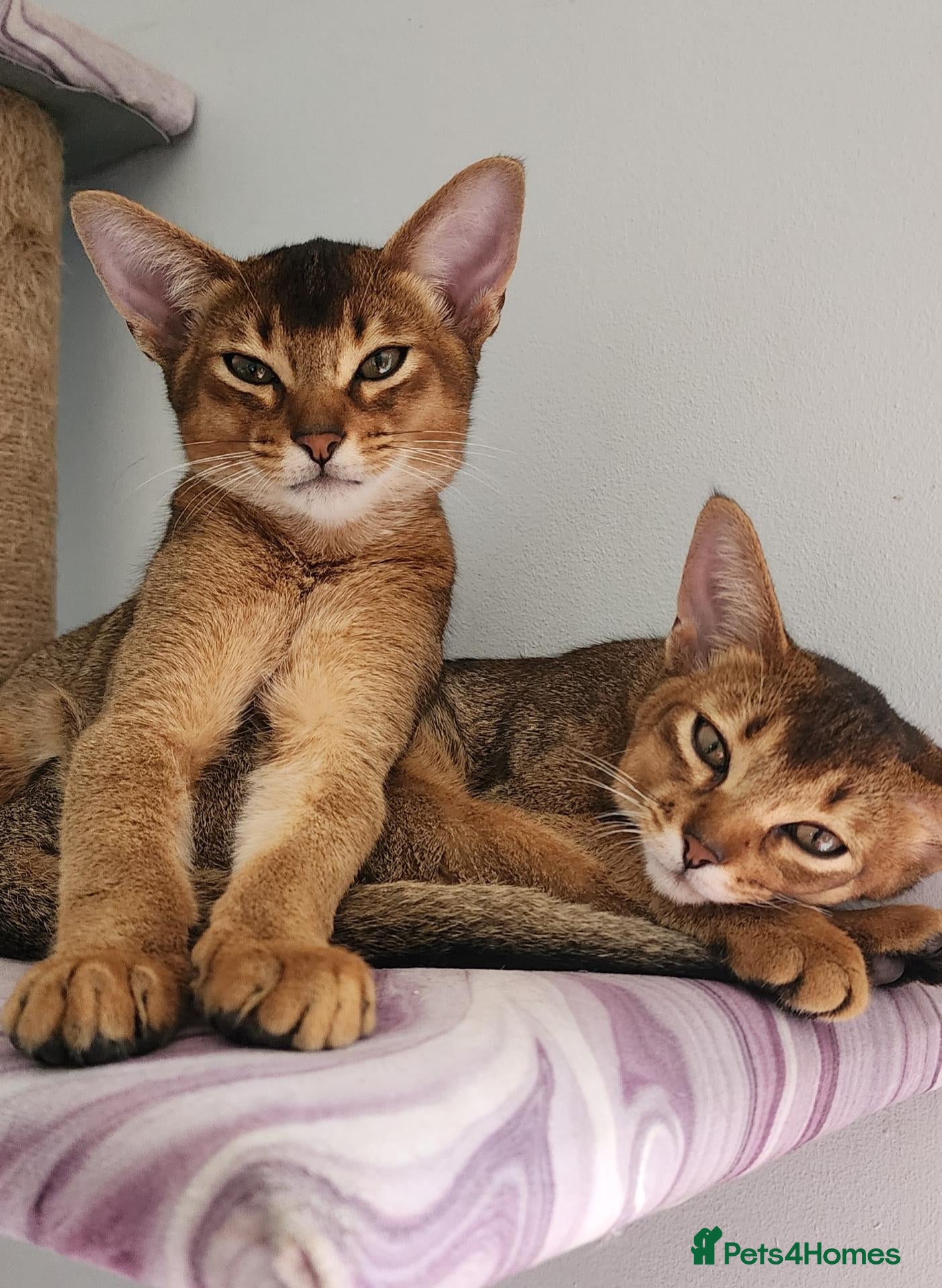 Abyssinian cats Adorable Abyssinian kittens GCCF Registered - Advert 1