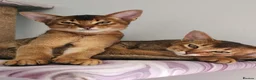 Abyssinian cats for sale: Adorable Abyssinian kittens GCCF Registered - Advert 1