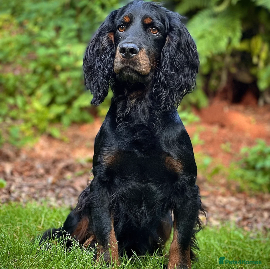 Cocker Spaniel dogs for stud: FTAW Black and Tan stud  in Crediton - Advert 2
