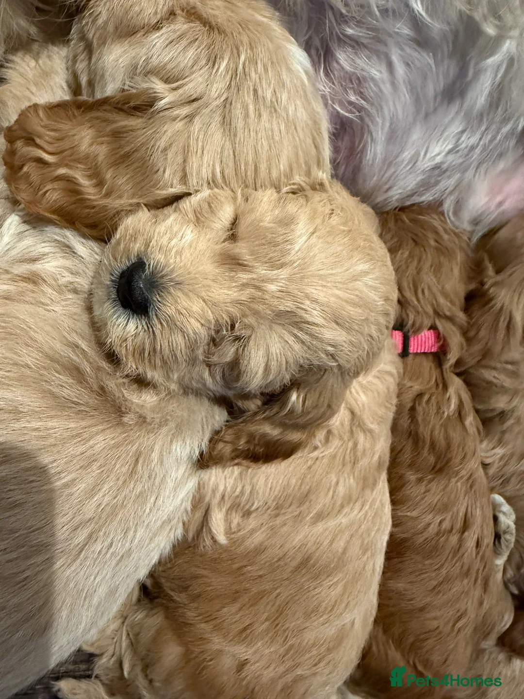 Cockapoo dogs for sale: Cockapoo Puppies Both parents Heath Tested CLEAR in Haverhill - Advert 2