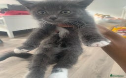Mixed Breed cats for sale: Kittens for sale  - Image 7