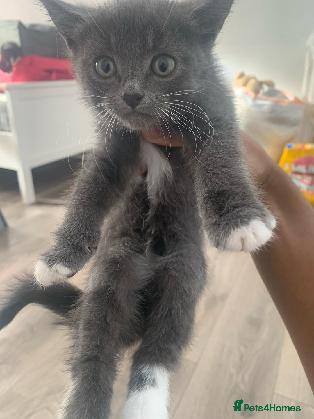 Mixed Breed cats for sale: Kittens for sale  - Image 7
