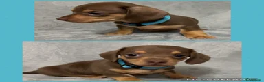 Miniature Dachshund 1