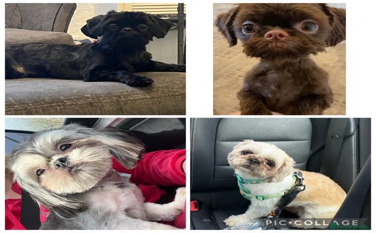 Shih Tzu dogs in Saint Helens - Advert 9