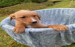 Labrador Retriever dogs for sale: Fox Red lab puppies for sale - Image 5
