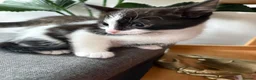 Mixed Breed cats for sale: Kittens x4 - Advert 6