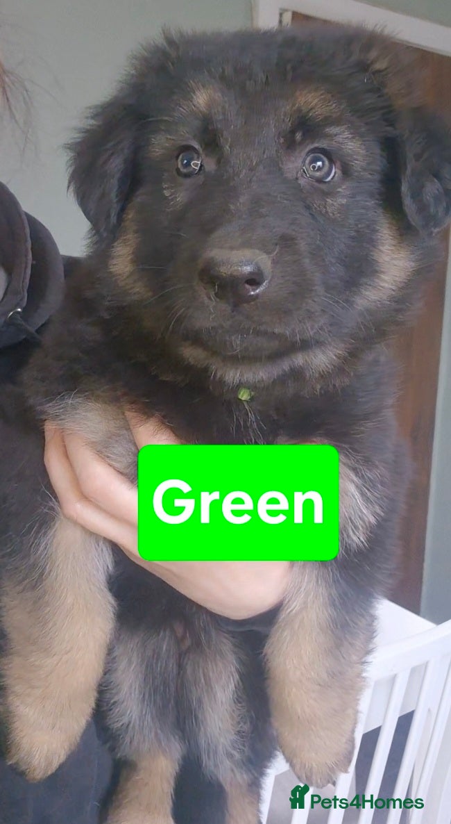 German Shepherd dogs German Shepherd Puppies  - Advert 6