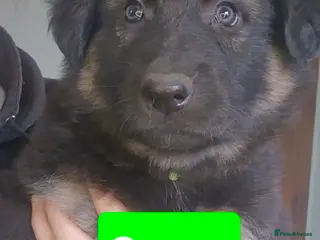 German Shepherd dogs German Shepherd Puppies - Advert 6