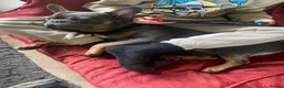 French Bulldog dogs for sale: French bull dog (£200-obo) in Taunton - Advert 3
