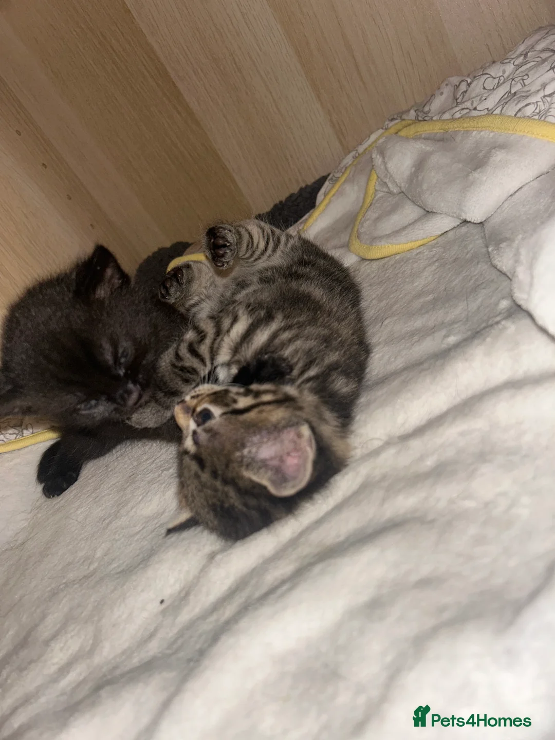 Mixed Breed cats for sale: Beautiful kittens  - Advert 25
