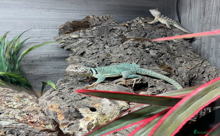 Lizard reptiles - Advert 3