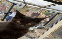 Maine Coon cats for sale: X Maine coon kits - Image 17