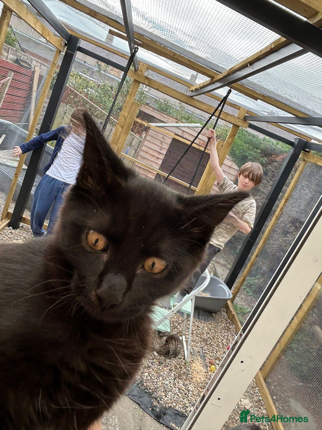 Maine Coon cats for sale: X Maine coon kits - Image 17