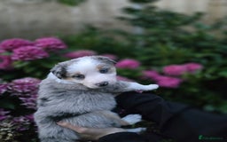 Border Collie dogs for sale: Border collie puppies tri-color blue merles  - Image 6