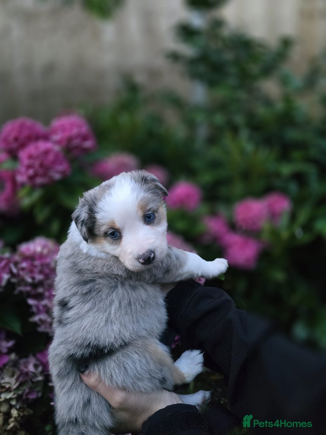 Border Collie dogs for sale: Border collie puppies tri-color blue merles  - Image 6