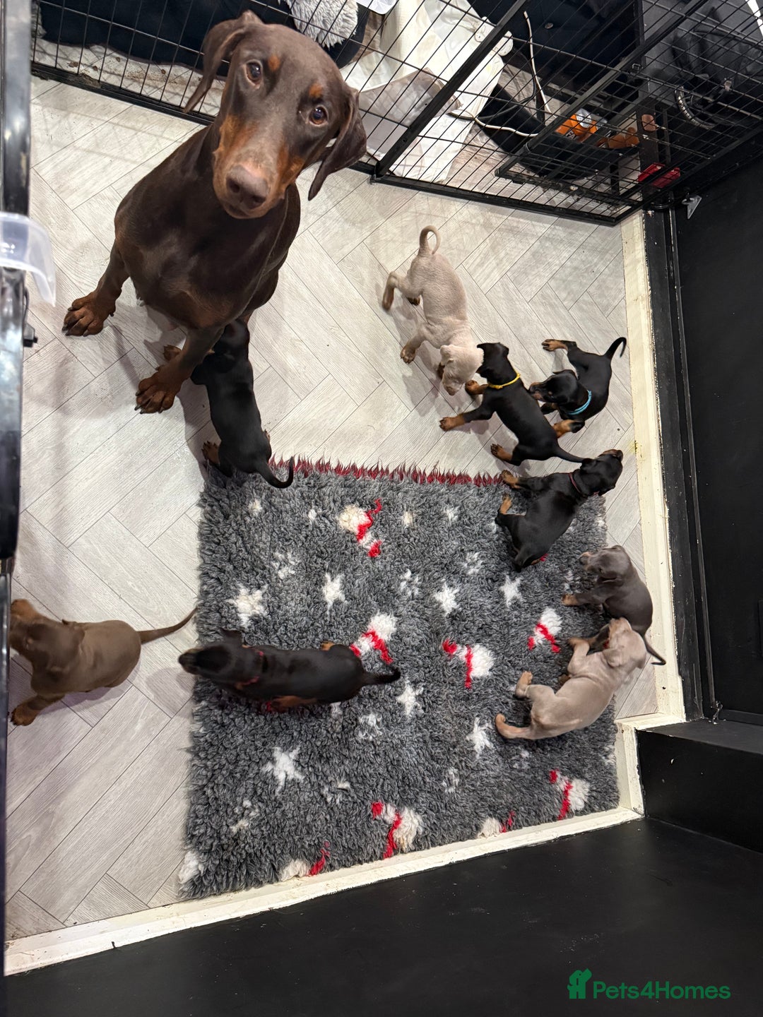 Dobermann dogs for sale: Ready to go Friday night  - Advert 3