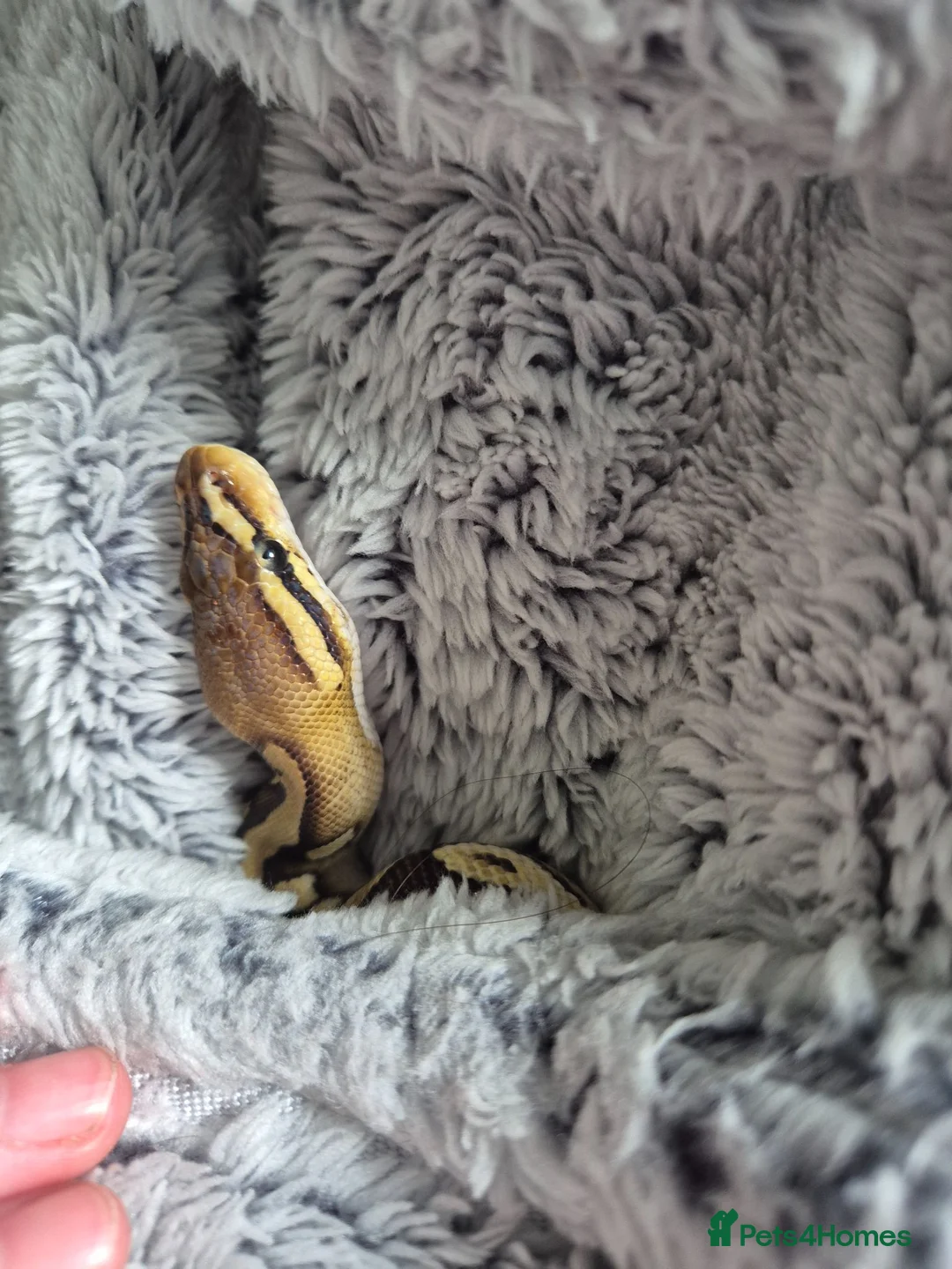 Mixed Breed reptiles for sale: Fire pastel royal python female - Advert 5
